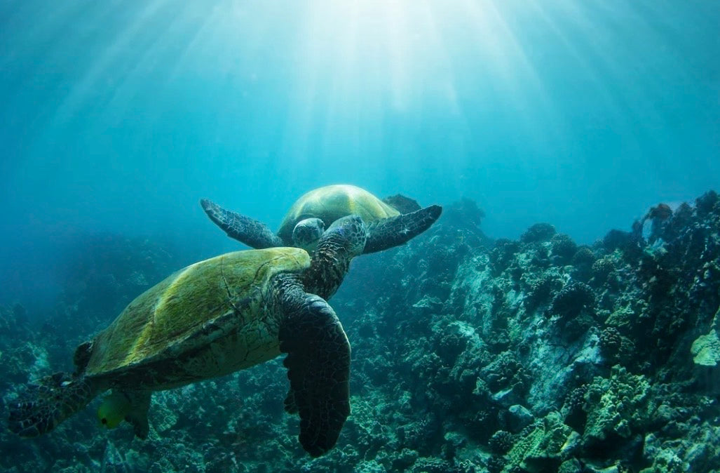The Two Honu